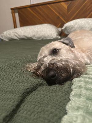 Dandy's Pet Grooming