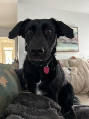 Flint River Animal Hospital