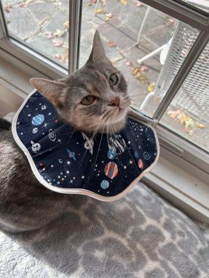 Deer Grove Animal Hospital