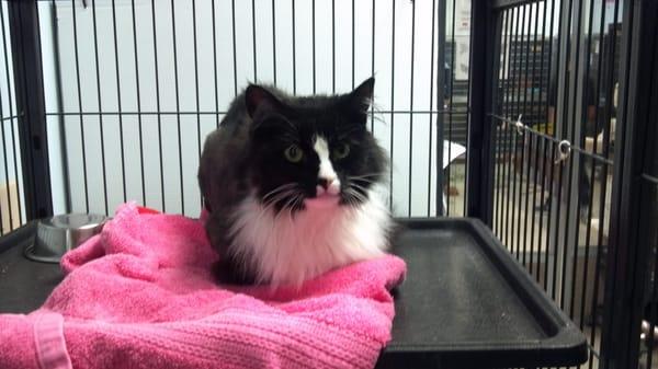 Humane Society of Charles County