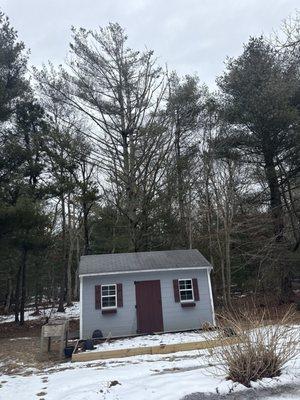Large pine behind shed to be taken down