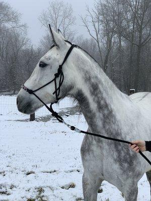 Taylor’s Tails K9 Care