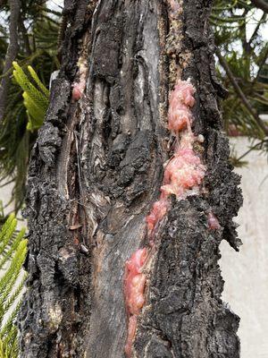 Alderwood Tree Consultants