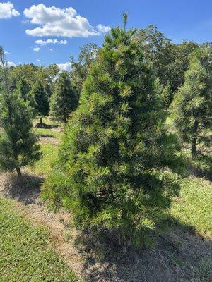 Virginia Pine are sheared and ready to go.