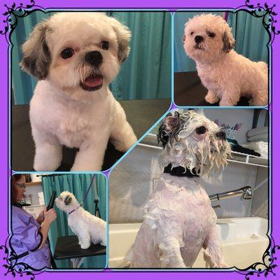 Snapdragon Dog Grooming