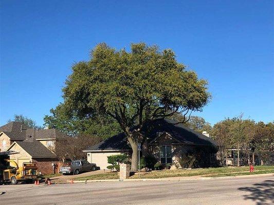 Dallas Tree Service