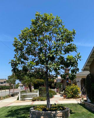 Rosales Gardening & Tree Service