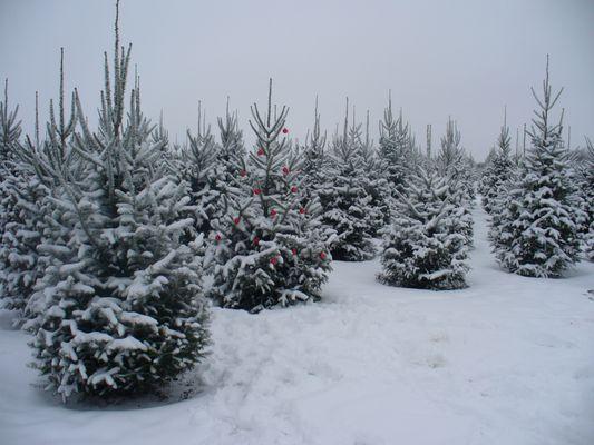 Howell Tree Farm