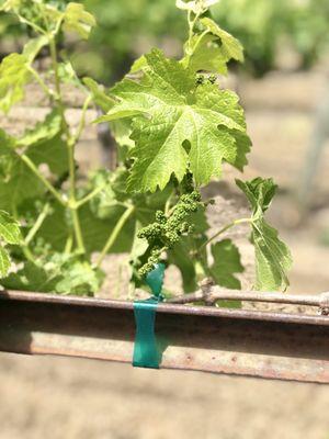 Diamond Express Limo