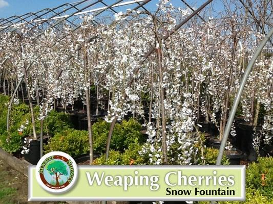 Weaping Cherries