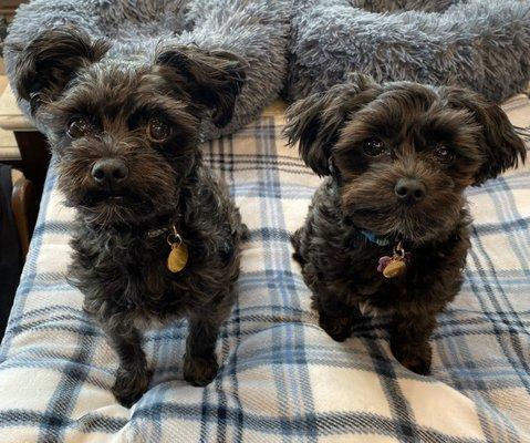 Palmetto Paws Pet Spa