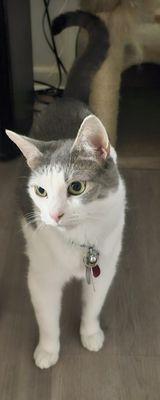 Mildred Cosme Pet sitter