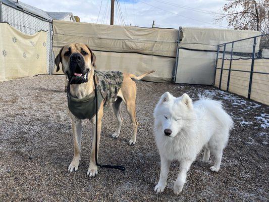 Bark & Biscuit, Inc