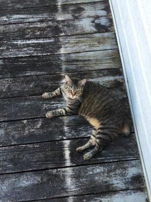 My favorite cat Riley he's my baby I love him very much