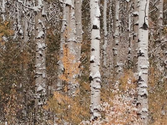 Clear Choice Property Care