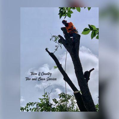 Town & Country Tree and Lawn Services