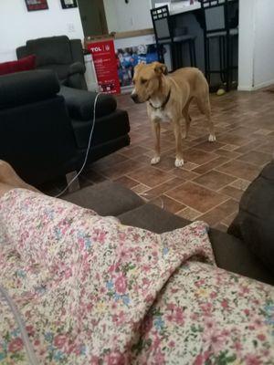 ProTech Pest Elimination