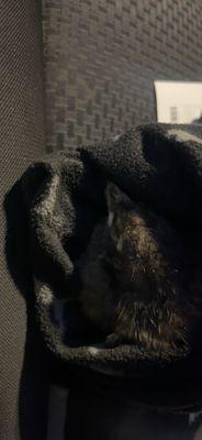 Lsu Veterinary Teaching Hospital