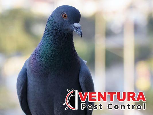 Ventura Pest Control