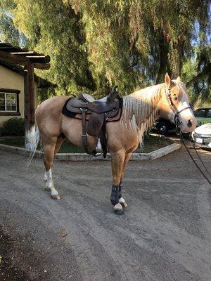 Sparky, all regal and beautiful!