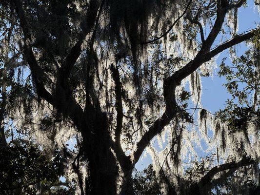 Fort Mose Historic State Park