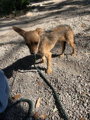 Park Circle Pet Concierge