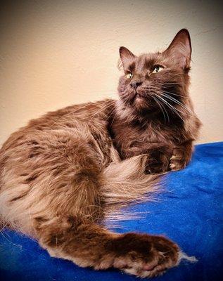 This beauty is adopted and awaiting her new home. She was so preciously affectionate and obviously gorgeous! Congrats, kitty!