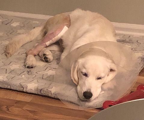 Solon Animal Hospital