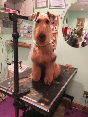 Posh Pet Grooming Salon
