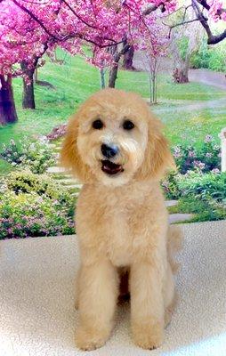 Native Ways Pet Services