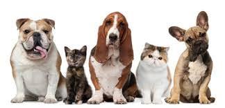 We'd LOVE to see your pets.