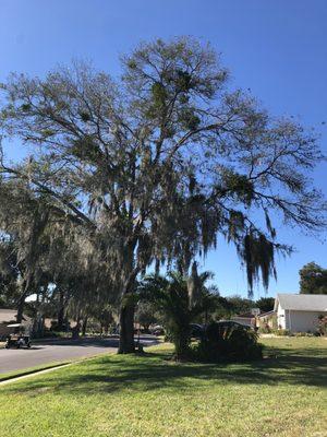 Hoptons Tree Service