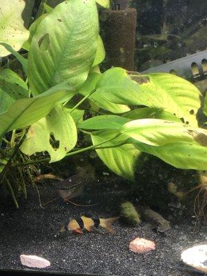 Animal Instincts Aquarium & Pet Center