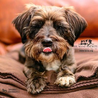 Humane Society of Union County