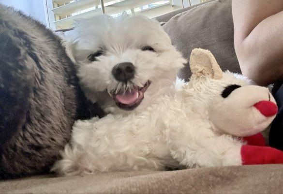 Lansdowne Animal Hospital