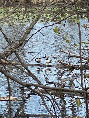 Sheldon Marsh State Nature Preserve
