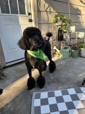 My dog after a fresh groom!