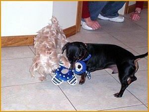 Classy Canine Lodging