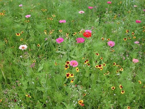 Just trying to make the world a more beautiful place