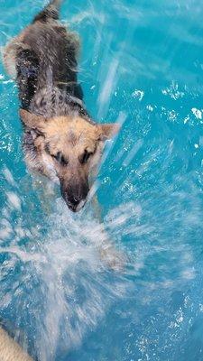 Splash Dog, LLC