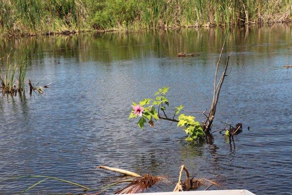 See all kinds of plants