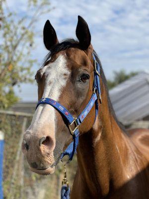 Gulleys Livestock Disposal