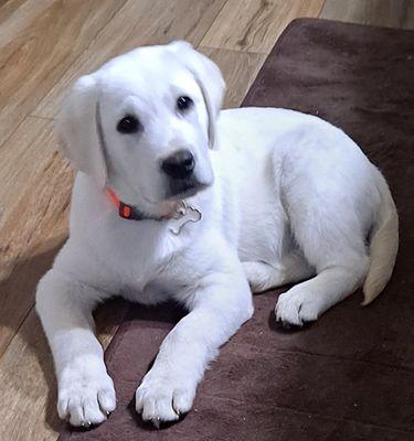 Missouri White Labradors
