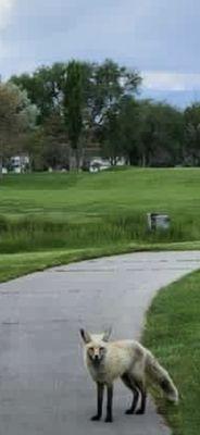 Meadowbrook Golf Course