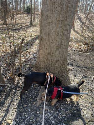 Favaro Peter J Psychologist