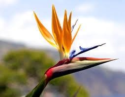 Bird of Paradise Spa