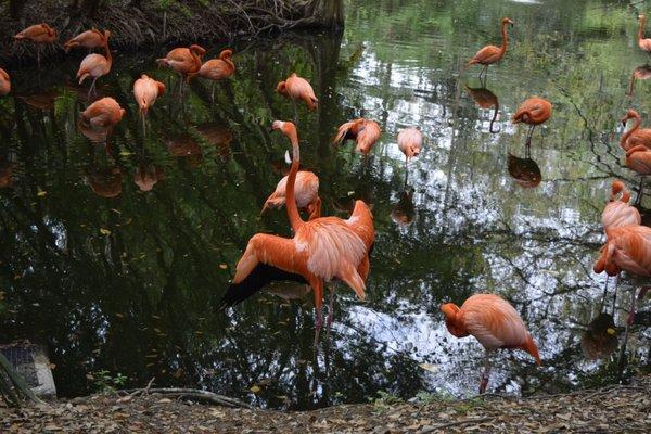 The Jacksonville Zoological Society Inc