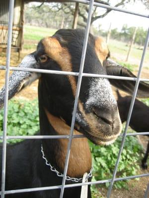 Pure Luck Farm & Dairy