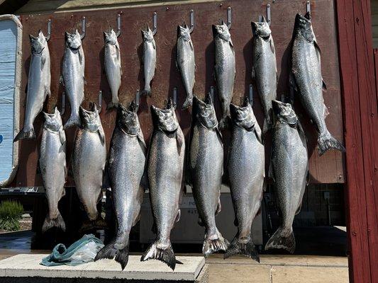 Lilly Bay Sport Fishing