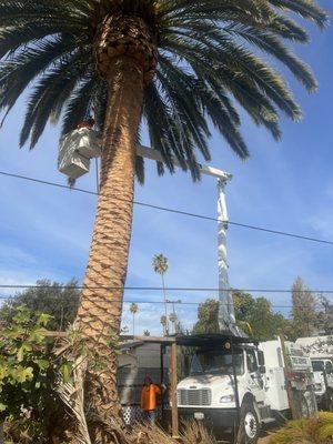 Cleaning these large palm tree